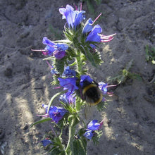 Lade das Bild in den Galerie-Viewer, Gewöhnlicher Natternkopf (Echium vulgare)