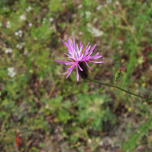 Lade das Bild in den Galerie-Viewer, Gewöhnlicher Schlupfsamen (Crupina vulgaris)