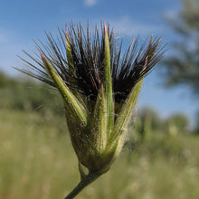 Lade das Bild in den Galerie-Viewer, Gewöhnlicher Schlupfsamen (Crupina vulgaris)
