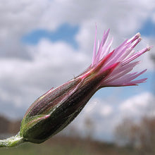 Lade das Bild in den Galerie-Viewer, Gewöhnlicher Schlupfsamen (Crupina vulgaris)