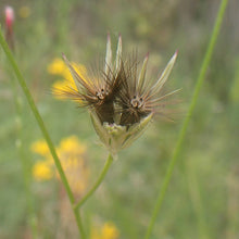 Lade das Bild in den Galerie-Viewer, Gewöhnlicher Schlupfsamen (Crupina vulgaris)