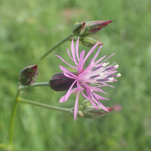Lade das Bild in den Galerie-Viewer, Gewöhnlicher Schlupfsamen (Crupina vulgaris)