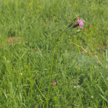 Lade das Bild in den Galerie-Viewer, Gewöhnlicher Schlupfsamen (Crupina vulgaris)