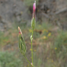 Lade das Bild in den Galerie-Viewer, Gewöhnlicher Schlupfsamen (Crupina vulgaris)
