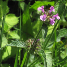 Lade das Bild in den Galerie-Viewer, Gewöhnlicher Wirbeldost (Clinopodium vulgare)