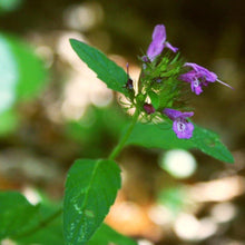 Lade das Bild in den Galerie-Viewer, Gewöhnlicher Wirbeldost (Clinopodium vulgare)