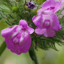Lade das Bild in den Galerie-Viewer, Gewöhnlicher Wirbeldost (Clinopodium vulgare)