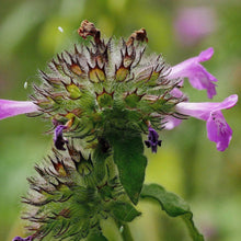 Lade das Bild in den Galerie-Viewer, Gewöhnlicher Wirbeldost (Clinopodium vulgare)