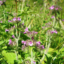 Lade das Bild in den Galerie-Viewer, Gewöhnlicher Wirbeldost (Clinopodium vulgare)