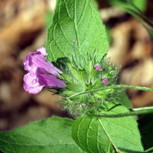 Lade das Bild in den Galerie-Viewer, Gewöhnlicher Wirbeldost (Clinopodium vulgare)
