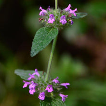 Lade das Bild in den Galerie-Viewer, Gewöhnlicher Wirbeldost (Clinopodium vulgare)