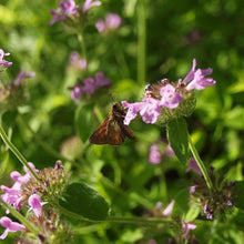 Lade das Bild in den Galerie-Viewer, Gewöhnlicher Wirbeldost (Clinopodium vulgare)