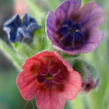 Lade das Bild in den Galerie-Viewer, Gewöhnliche Hundszunge (Cynoglossum officinale)