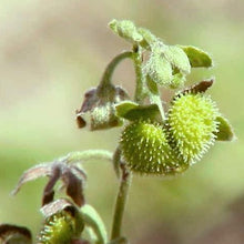 Lade das Bild in den Galerie-Viewer, Gewöhnliche Hundszunge (Cynoglossum officinale)