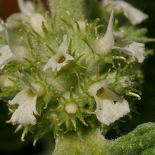 Lade das Bild in den Galerie-Viewer, Gewöhnlicher Andorn (Marrubium vulgare)