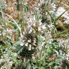 Lade das Bild in den Galerie-Viewer, Gewöhnlicher Andorn (Marrubium vulgare)