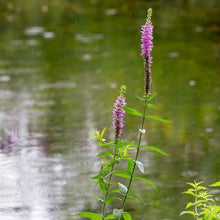 Lade das Bild in den Galerie-Viewer, Gewöhnlicher Blutweiderich (Lythrum salicaria)