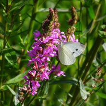 Lade das Bild in den Galerie-Viewer, Gewöhnlicher Blutweiderich (Lythrum salicaria)