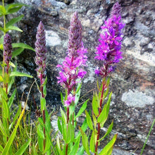 Lade das Bild in den Galerie-Viewer, Gewöhnlicher Blutweiderich (Lythrum salicaria)