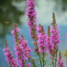 Lade das Bild in den Galerie-Viewer, Gewöhnlicher Blutweiderich (Lythrum salicaria)