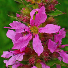 Lade das Bild in den Galerie-Viewer, Gewöhnlicher Blutweiderich (Lythrum salicaria)