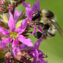 Lade das Bild in den Galerie-Viewer, Gewöhnlicher Blutweiderich (Lythrum salicaria)