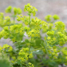 Lade das Bild in den Galerie-Viewer, Gewöhnlicher Frauenmantel (Alchemilla xanthochlora)