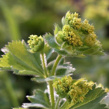 Lade das Bild in den Galerie-Viewer, Gewöhnlicher Frauenmantel (Alchemilla xanthochlora)