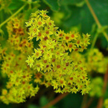 Lade das Bild in den Galerie-Viewer, Gewöhnlicher Frauenmantel (Alchemilla xanthochlora)