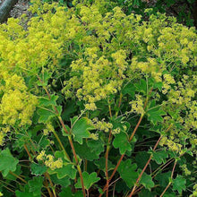 Lade das Bild in den Galerie-Viewer, Gewöhnlicher Frauenmantel (Alchemilla xanthochlora)