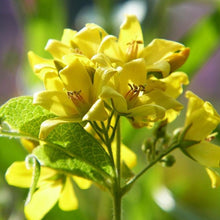 Lade das Bild in den Galerie-Viewer, Gewöhnlicher Gilbweiderich (Lysimachia vulgaris)