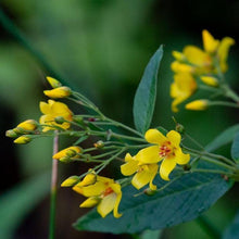 Lade das Bild in den Galerie-Viewer, Gewöhnlicher Gilbweiderich (Lysimachia vulgaris)