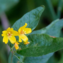 Lade das Bild in den Galerie-Viewer, Gewöhnlicher Gilbweiderich (Lysimachia vulgaris)