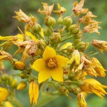 Lade das Bild in den Galerie-Viewer, Gewöhnlicher Gilbweiderich (Lysimachia vulgaris)