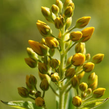 Lade das Bild in den Galerie-Viewer, Gewöhnlicher Gilbweiderich (Lysimachia vulgaris)