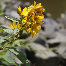 Lade das Bild in den Galerie-Viewer, Gewöhnlicher Gilbweiderich (Lysimachia vulgaris)