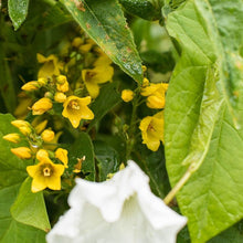 Lade das Bild in den Galerie-Viewer, Gewöhnlicher Gilbweiderich (Lysimachia vulgaris)