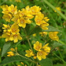 Lade das Bild in den Galerie-Viewer, Gewöhnlicher Gilbweiderich (Lysimachia vulgaris)