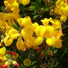 Lade das Bild in den Galerie-Viewer, Gewöhnlicher Hornklee (Lotus corniculatus)