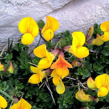 Lade das Bild in den Galerie-Viewer, Gewöhnlicher Hornklee (Lotus corniculatus)