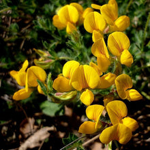 Lade das Bild in den Galerie-Viewer, Gewöhnlicher Hornklee (Lotus corniculatus)