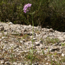 Lade das Bild in den Galerie-Viewer, Glänzende Skabiose (Scabiosa lucida)