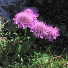 Lade das Bild in den Galerie-Viewer, Glänzende Skabiose (Scabiosa lucida)