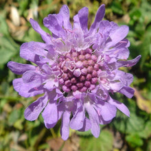 Lade das Bild in den Galerie-Viewer, Glänzende Skabiose (Scabiosa lucida)