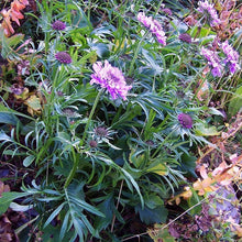 Lade das Bild in den Galerie-Viewer, Glänzende Skabiose (Scabiosa lucida)