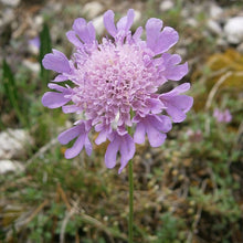 Lade das Bild in den Galerie-Viewer, Glänzende Skabiose (Scabiosa lucida)