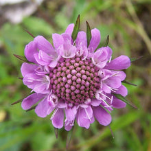 Lade das Bild in den Galerie-Viewer, Glänzende Skabiose (Scabiosa lucida)