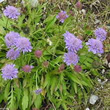 Lade das Bild in den Galerie-Viewer, Glänzende Skabiose (Scabiosa lucida)