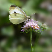 Lade das Bild in den Galerie-Viewer, Glänzende Skabiose (Scabiosa lucida)
