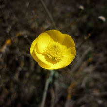 Lade das Bild in den Galerie-Viewer, Grasblättriger Hahnenfuss (Ranunculus gramineus)